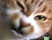 IrvinKun