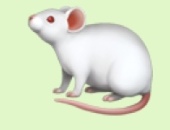 Kitu