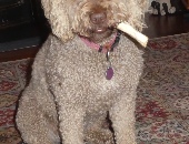 Portydoodle