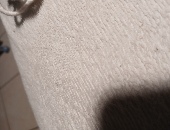 Moi56