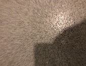 Bobtod365